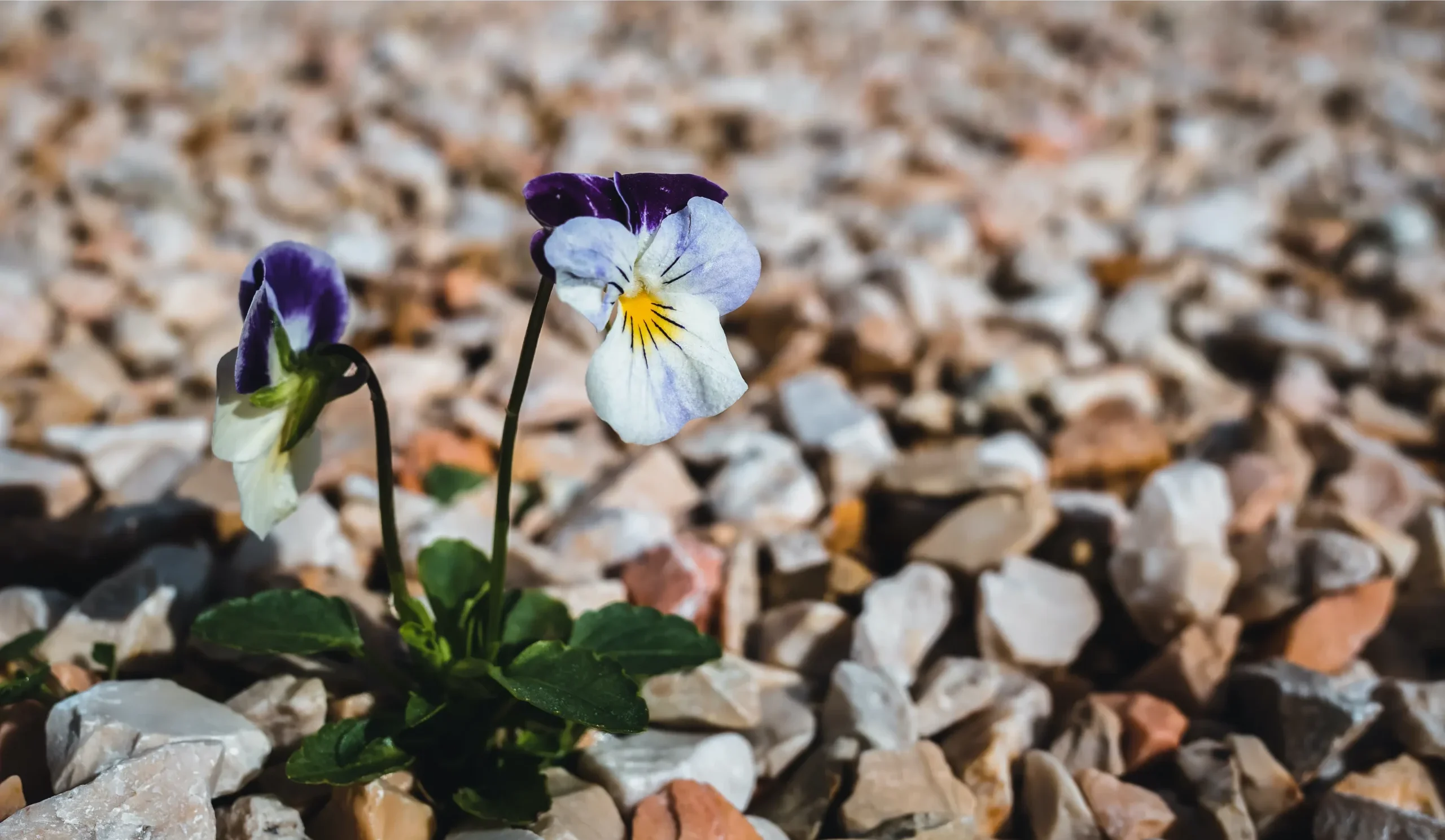 Μετατραυματική Ανάπτυξη: Πώς Γινόμαστε Καλύτεροι μετά από το Ψυχολογικό Τραύμα